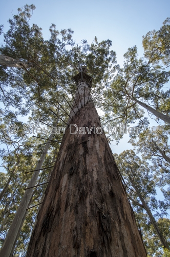 fire lookout tree;bicentennial tree;dave evans tree;dave evans bicentennial tree;warren national park;pemberton forest drive;pemberton;western australia forest drive