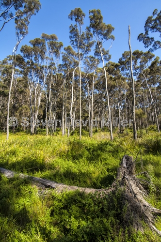warren river cedar;pemberton;pemberton forest drive;western australia forest drive;pemberton forest drive scenery