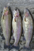 rainbow-trout;oncorhynchus-mykiss;trout;pemberton;pemberton-forest-drive