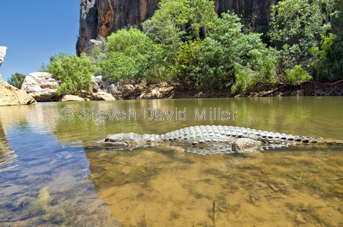 windjana gorge national park;devonian coral reef;limestone cliffs;the kimberley;western australia national park;kimberley;kimberley scenery;freshwater crocodile;freshie