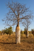 boab-tree;adansonia-gregorii;parry-creek-farm;old-halls-creek-track;wyndham;kimberley;the-kimberley;