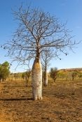 boab-tree;adansonia-gregorii;parry-creek-farm;old-halls-creek-track;wyndham;kimberley;the-kimberley