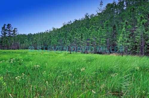 corkscrew swamp sanctuary picture;corkscrew swamp sanctuary;cypress swamp;wet prairie;cypress strand;audubon sanctuary;green;verdant