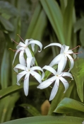 swamp-lily-picture;swamp-lily;crinum-americanum;swamp;cypress-swamp;florida-swamp;swamp;swamp-plant;