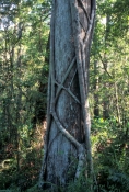 cypress-tree;stranger-fig;ficus-aurea;strangler-fig-on-tree;strangler-fig-strangling-tree;cypress-sw