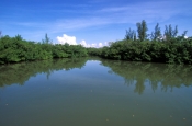 collier-seminole-state-park;florida-state-park;state-park-southwest-florida;riverine-mangroves;black