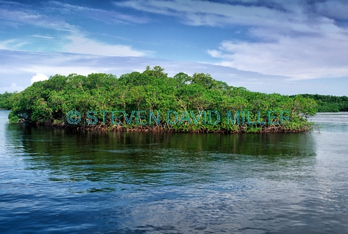 whitewater bay;wilderness waterway canoe trail;mangroves;mangrove island;everglades;everglades canoe trail;everglades mangroves;everglades national park;florida national park
