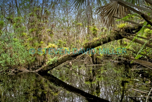 fakahatchee stranch;fakahatchee strand state preserve;big cypress;big cypress bend;big cypress basin;swamp;freshwater swamp;florida swamp;swamp plants