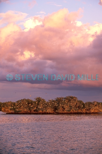 rookery bay;mangrove estuary;naples;southwest florida;ten thousand islands;bird rookery;bird roosting island