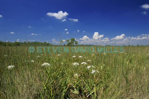 FLOWERS;LANDSCAPES;NORTH-AMERICA;SWAMPS;USA;WETLANDS