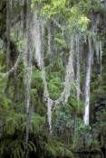 big-cypress;big-cypress-preserve;big-cypress-national-preserve;big-cypress-basin;tamiami-trail;tamia