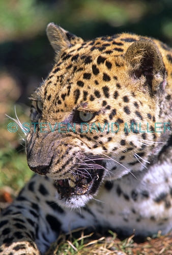 leopard picture;leopard;panthera pardus;leapard closeup picture;leapard head;big cat;endangered species