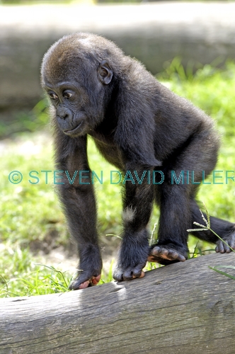 western lowland gorilla;lowland gorilla;gorilla;gorilla eating;gorilla gorilla;taronga zoo;primate;great ape;young gorilla;baby gorilla