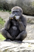 western-lowland-gorilla;lowland-gorilla;gorilla;taronga-zoo;gorilla-eating;captive-gorilla