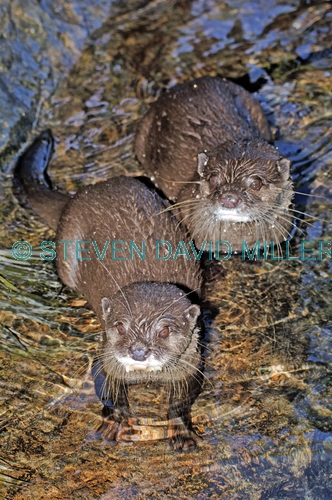 asian small-clawed otter;asian otter;asian small clawed otter;otter;otter from asia;Amblonyx cinereus;underwater world;sunshine coast underwater world