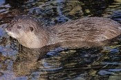 asian-small-clawed-otter;asian-otter;asian-small-clawed-otter;otter;otter-from-asia;Amblonyx-cinereu