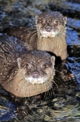 asian-small-clawed-otter;asian-otter;asian-small-clawed-otter;otter;otter-from-asia;Amblonyx-cinereu