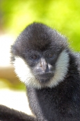 white-cheeked-gibbon;gibbon;male-gibbon;captive-gibbon;adelaide-zoo;Nomascus-leucogenys;asian-primat
