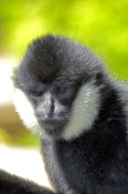 white-cheeked-gibbon;gibbon;male-gibbon;captive-gibbon;adelaide-zoo;asian-primate;primate;indonesian
