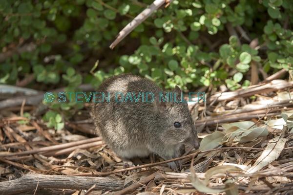 australian marsupial;small marsupial