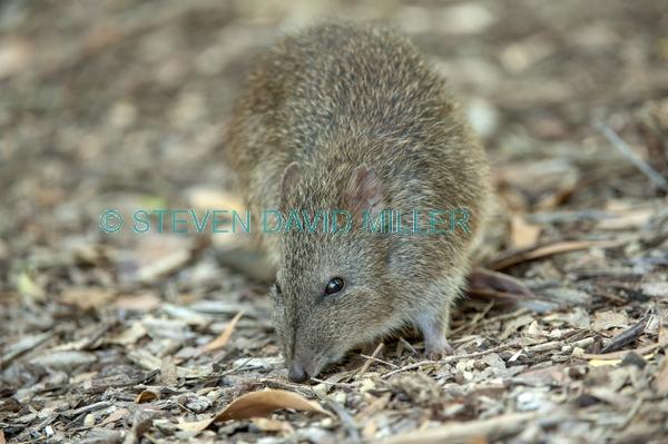 australian marsupial;small marsupial