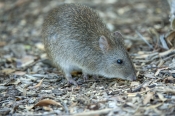 australian-marsupial;small-marsupial