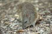 Australian Marsupials