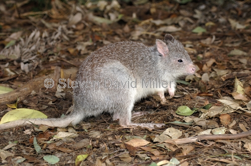 rufous bettong;rufous rat kangaroo;aepyprymnus rufescens;australian native animal;australian marsupial;small marsupial;cute little animal
