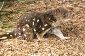 spot-tailed-quoll;spotted-tailed-quoll;quoll;tiger-quoll;tiger-cat;dasyurus-maculatus;devils-heaven-