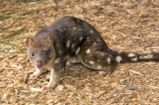 spot-tailed-quoll;spotted-tailed-quoll;quoll;tiger-quoll;tiger-cat;dasyurus-maculatus;devils-heaven-