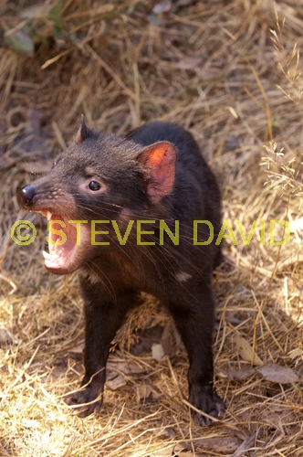 tasmanian devil;sarcophilus harrisi;tasmanian wildlife park;tasmania;something wild wildlife park;australian marsupials;carnivoros marsupial;tasmanian devil with mouth open;animal with mouth open