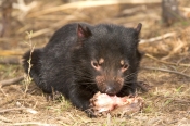 tasmanian-devil;sarcophilus-harrisi;tasmanian-wildlife-park;tasmanian-devil-eating;juvenile-tasmania