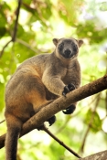 tree-kangaroo-picture;tree-kangaroo;bennetts-tree-kangaroo;bennetts-tree-kangaroo;dendrolagus-bennet