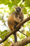 tree-kangaroo-picture;tree-kangaroo;bennetts-tree-kangaroo;bennetts-tree-kangaroo;dendrolagus-bennet