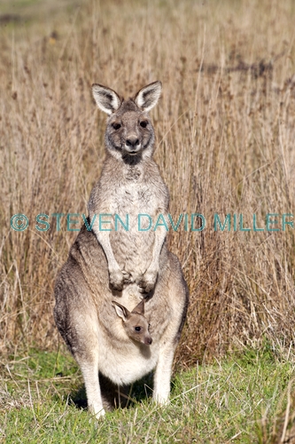 eastern grey kangaroo with joey in pouch picture;eastern grey kangaroo with joey in pouch;grey kangaroo with joey in pouch;kangaroo with joey;macropus giganteus;joey in kangaroo pouch;kangaroo with baby;kangaroo portrait;grampians national park;australian marsupials;australian national parks;victoria national park;victorian national parks;steven david miller