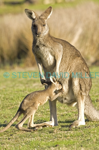 eastern grey kangaroo;macropus giganteus;mother kangaroo with joey;joey kangaroo;grampians national park;joey drinking from mother's pouch;baby kangaroo drinking from pouch