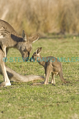 eastern grey kangaroo;macropus giganteus;mother kangaroo with joey;joey kangaroo;grampians national park;steven david miller