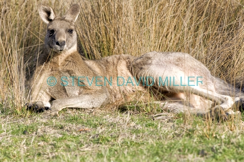 male eastern grey kangaroo;macropus giganteus;kangaroo lying down;grampians national park;kangaroo;male kangaroo;grampians national park kangaroo
