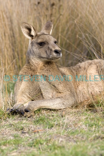 male eastern grey kangaroo;macropus giganteus;kangaroo lying down;grampians national park;steven david miller
