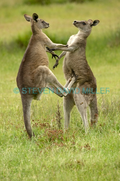 Gariwerd;eastern gray kangaroo;kangaroos fighting