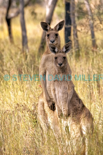 eastern grey kangaroo;macropus giganteus;kangaroo standing;male and female eastern grey kangaroo;pair of kangaroos;two kangaroos;undara volcanic national park;queensland national park