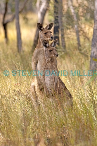 eastern grey kangaroo;macropus giganteus;kangaroo standing;male and female eastern grey kangaroo;pair of kangaroos;two kangaroos;undara volcanic national park;queensland national park