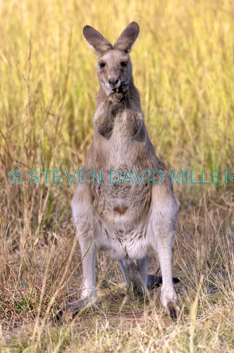 eastern grey kangaroo;macropus giganteus;kangaroo standing;kangaroo cleaning paws;female kangaroo;undara volcanic national park;queensland national park