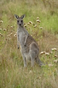 Gariwerd;eastern-gray-kangaroo