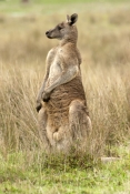 eastern-grey-kangaroo-picture;eastern-grey-kangaroo;eastern-gray-kangaroo;male-eastern-grey-kangaroo