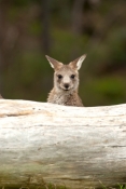 eastern-grey-kangaroo-joey-picture;eastern-grey-kangaroo-joey;eastern-gray-kangaroo-joey;grey-kangar