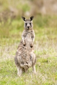 young-eastern-grey-kangaroo-picture;young-eastern-grey-kangaroo;young-eastern-gray-kangaroo;young-ea