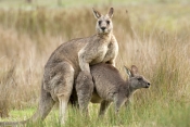 eastern-grey-kangaroo-mating-picture;eastern-grey-kangaroo-mating;eastern-gray-kangaroo-mating;grey-
