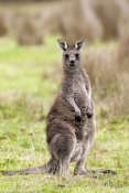 eastern-grey-kangaroo-picture;eastern-grey-kangaroo;eastern-gray-kangaroo;female-eastern-grey-kangar
