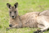 eastern-grey-kangaroo-picture;eastern-grey-kangaroo;grey-kangaroo;kangaroo;macropus-giganteus;kangar